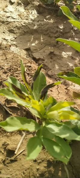 فول بلدي تم اري الأرض علي أربعين يوم ثم نزول المطر اصفرار في القمة النامية وذبول إيه العلاج لو سمحت